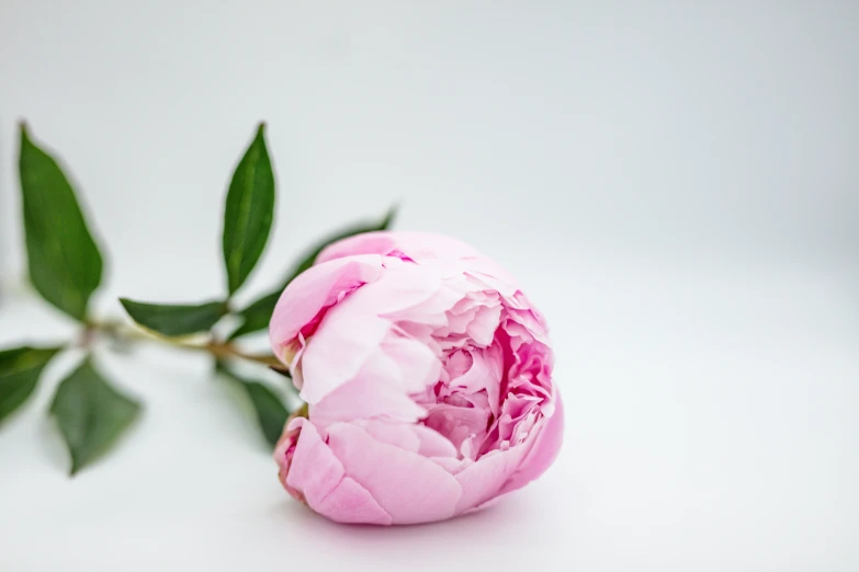 a pink flower with leaves still on it