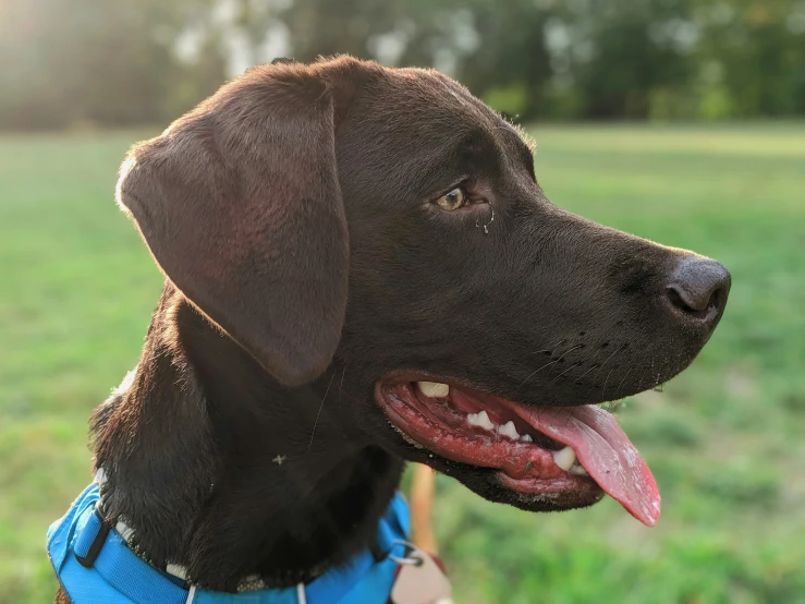 dog wearing blue harness outside at sun