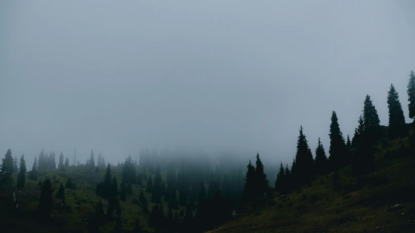 a foggy sky with trees in the foreground