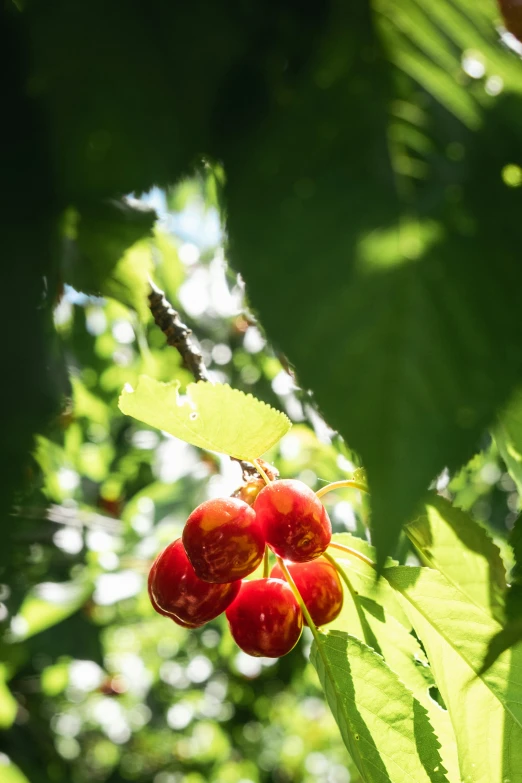 closeup of the berries on a tree outside