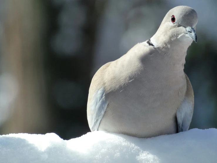 the grey bird is sitting in the snow