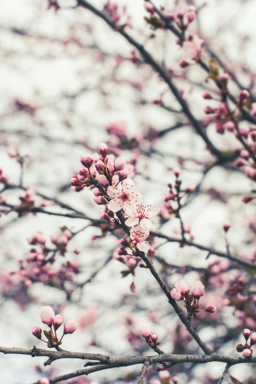 the pink flowers are blooming on the tree