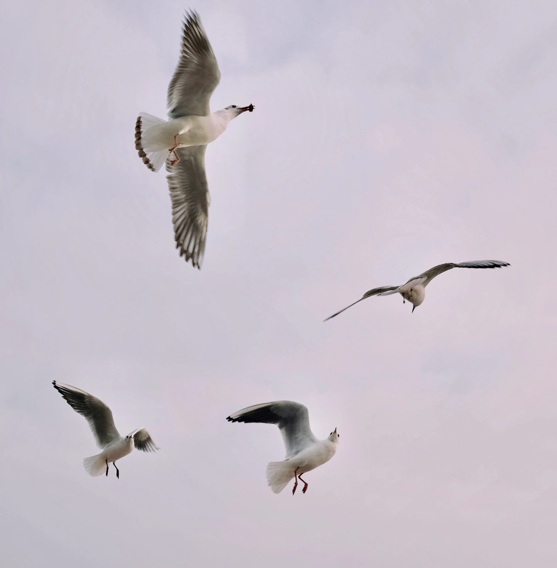 three seagulls fly in formation against a cloudy sky