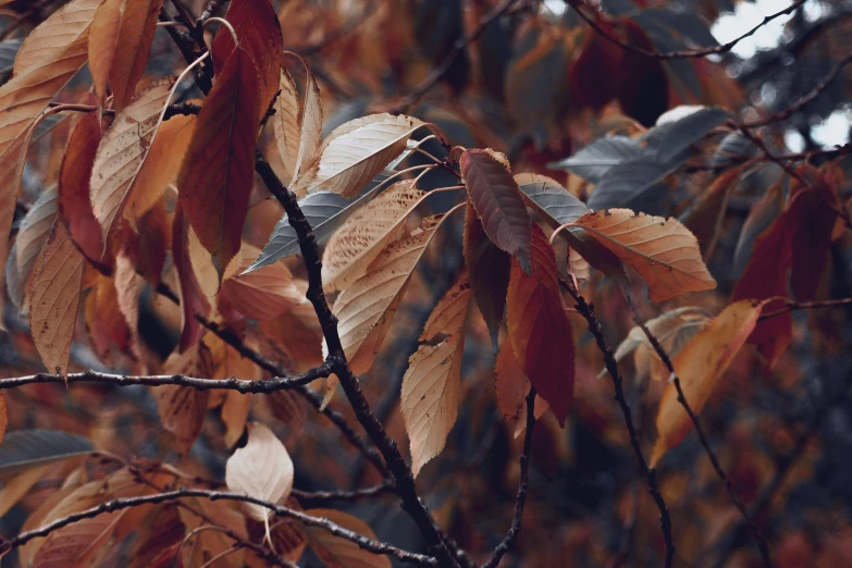 a bunch of red leaves on a tree