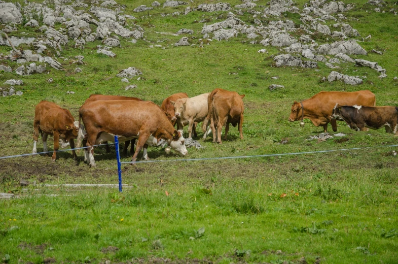 six cows on a hill near a wire fence