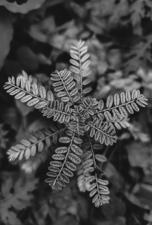 a snowflake is seen through the leaves of a leaf