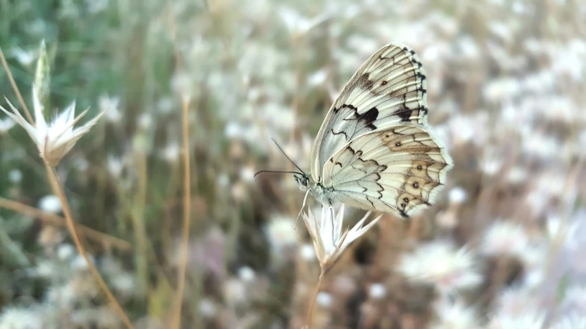 a small white erfly sits on some plants