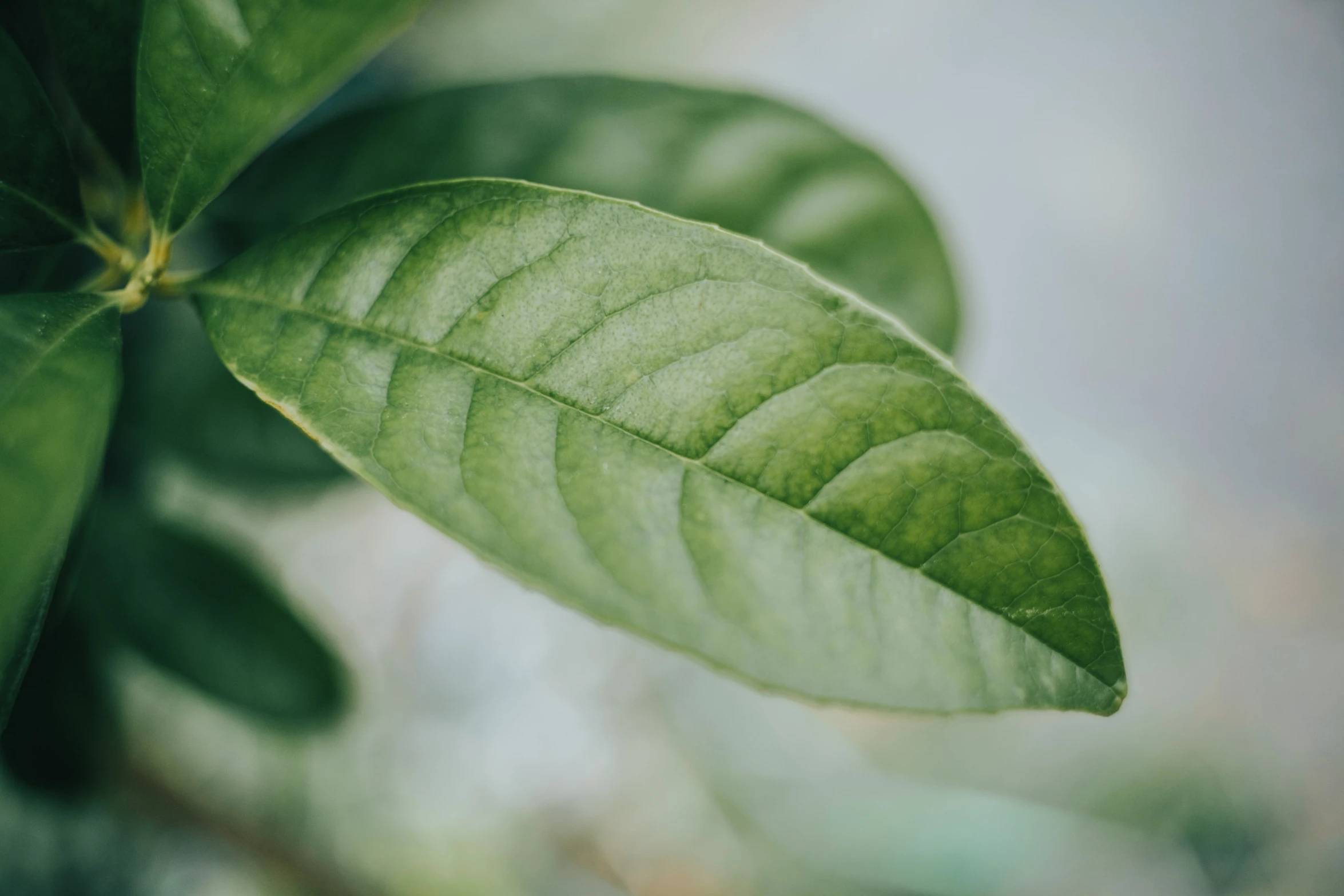 a leaf is resting on the nch of a tree