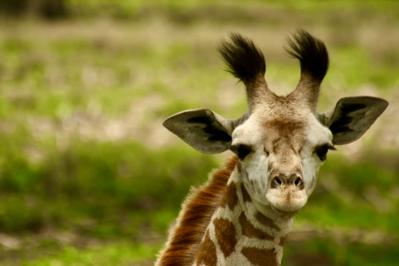 a giraffe's head is covered with hair and is looking into the camera