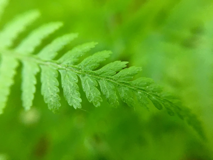 the green leaves of a fern are very close together