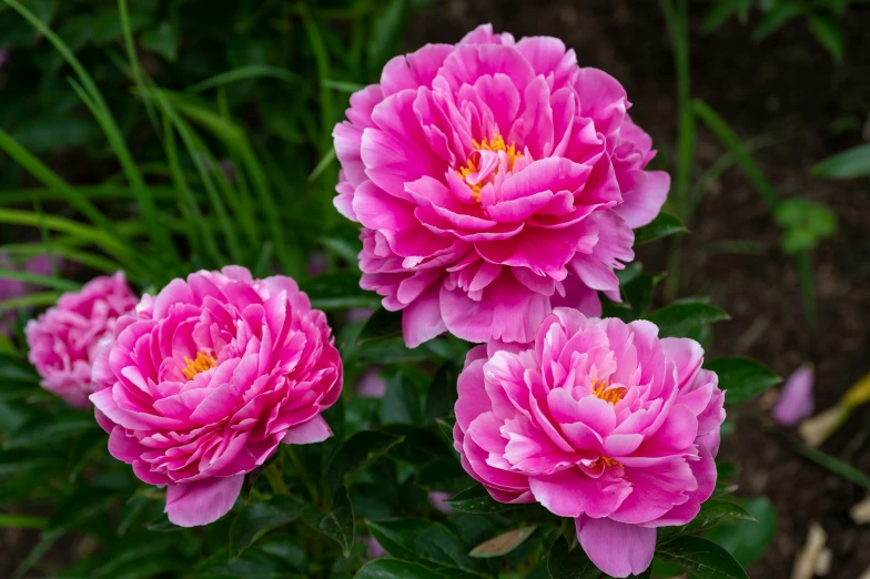 three pretty pink flowers blooming in a plant