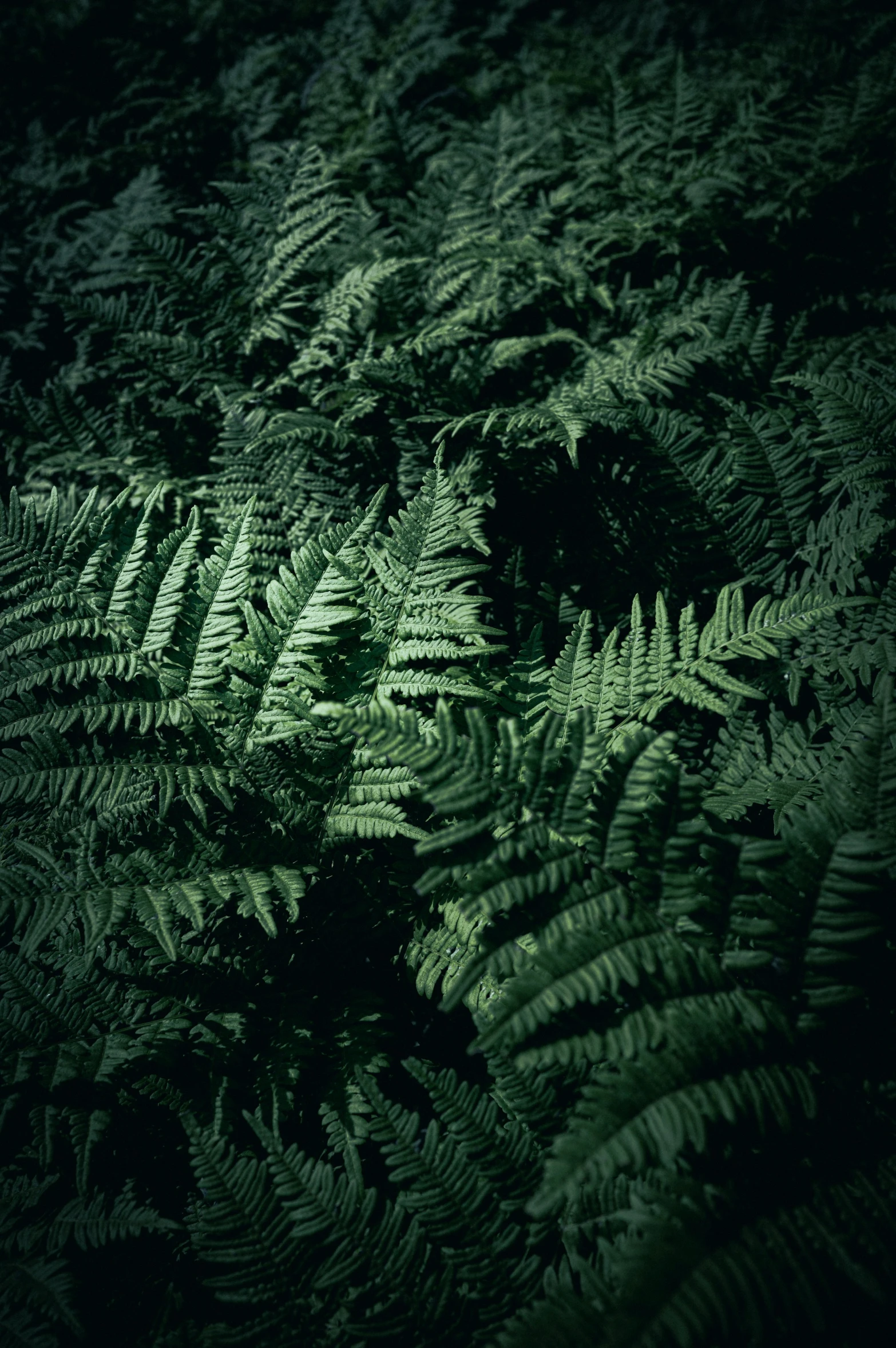 close up view of a fern plant that has many green leaves