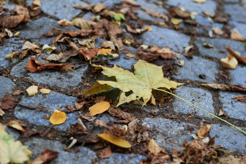 a lone leaf is laying on the pavement