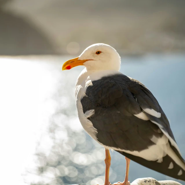 a white and gray bird with orange beak standing on beach