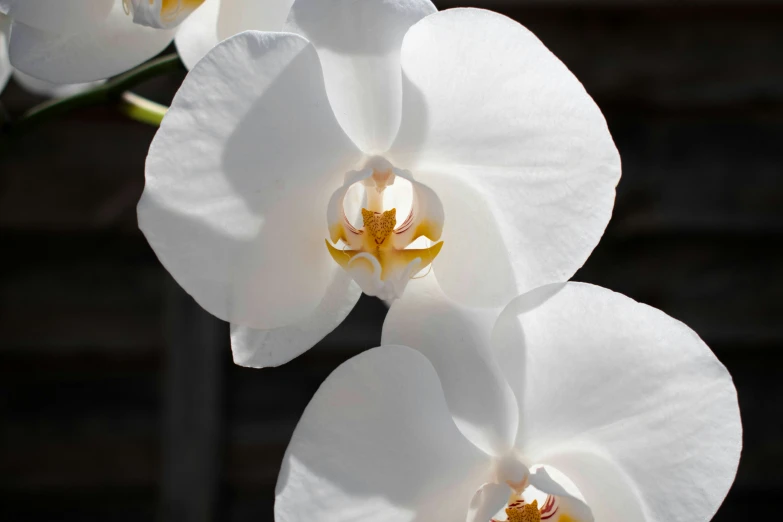 white and yellow flowers in bloom and a brick wall