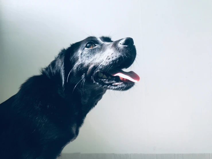 a black dog sticking his tongue out