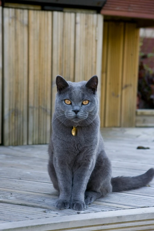 a gray cat sits on a platform and looks up
