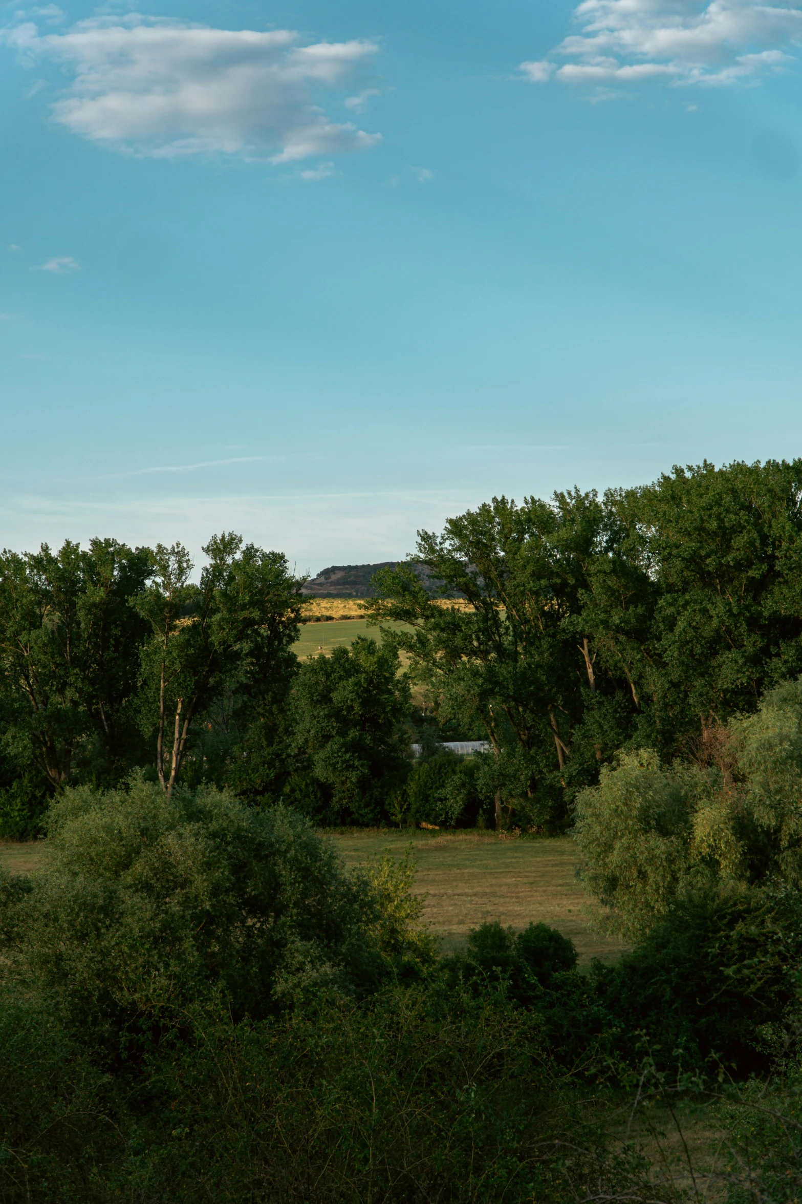 an airplane flying over trees in a field