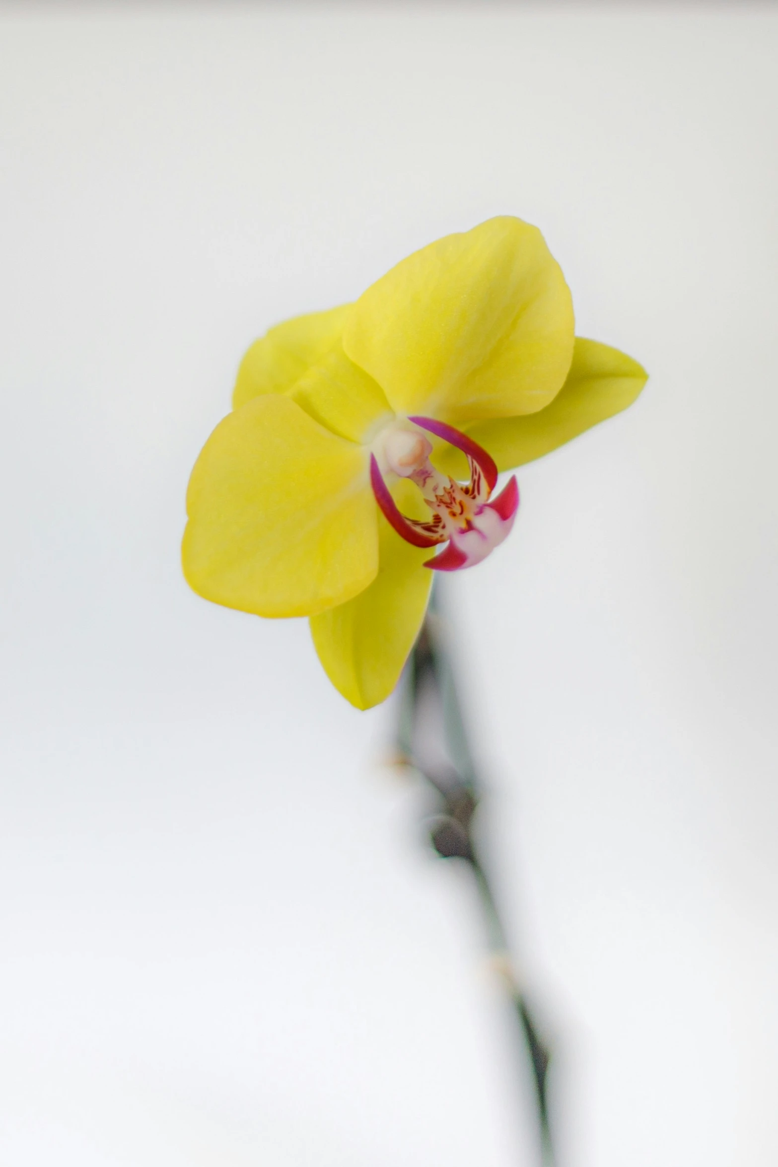 a yellow flower with its stem looking like a stem