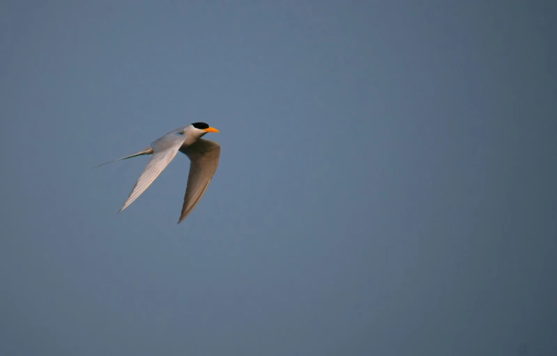 white bird with orange beak flying in clear blue sky