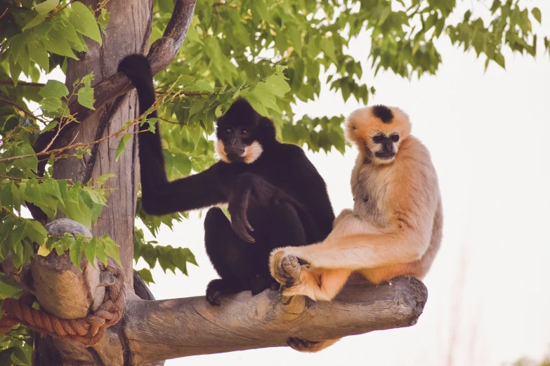 a group of monkeys perched on top of a tree nch