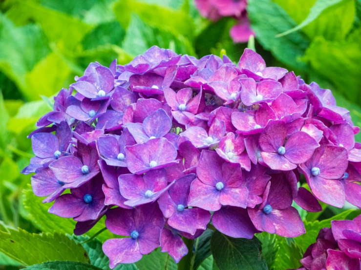 a cluster of pink and purple flowers with leaves