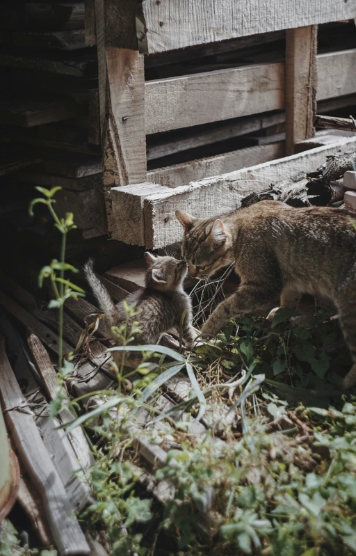 two kittens playing with each other in the yard