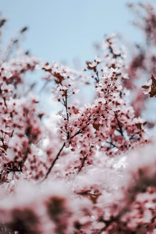 an image of some pink blossoms blooming