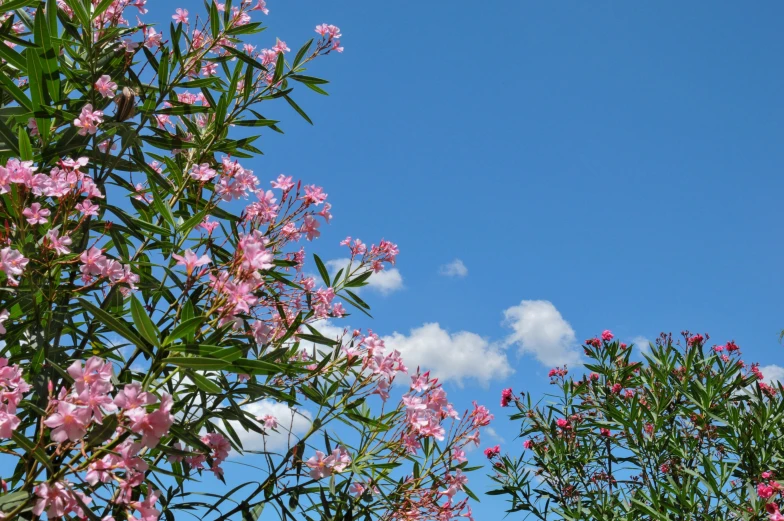 a group of pink flowers with green leaves