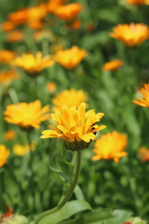 a yellow flower with long stem surrounded by other yellow flowers