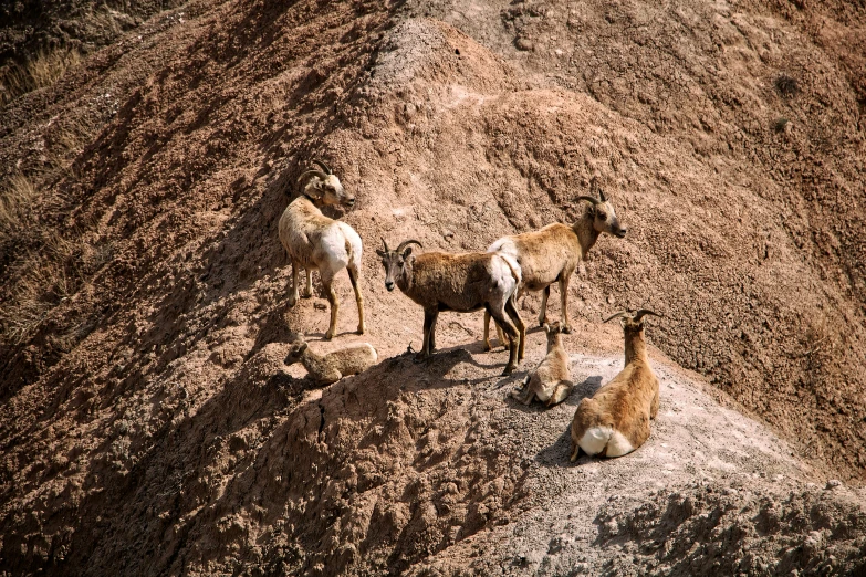 two animals are standing in the dirt, and one of them has two babies sitting on it