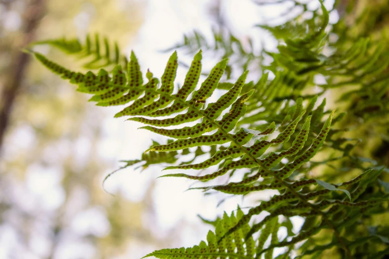 a close - up po of a fern leaf