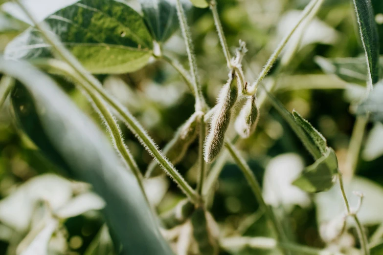 a po of some plants that are close together