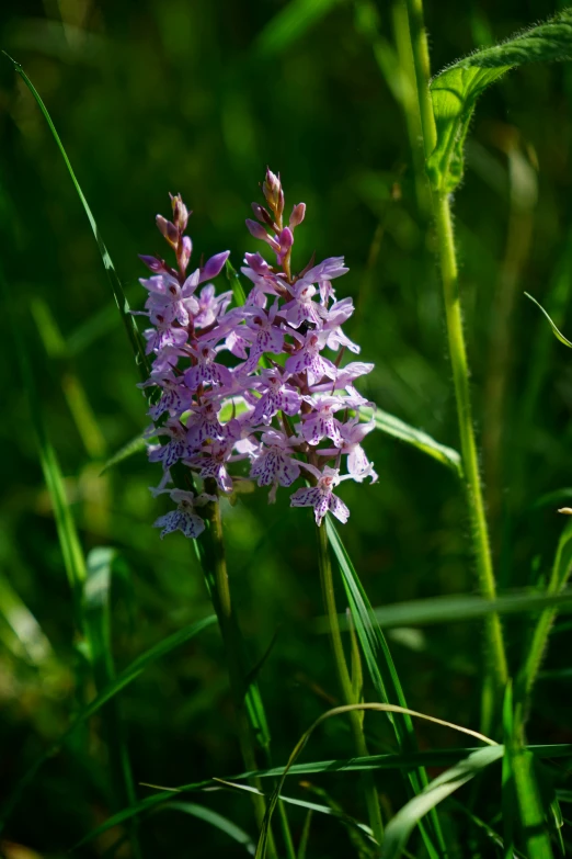 purple flowers that are growing on some grass