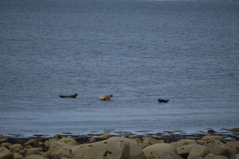 two dogs wading in the ocean with rocks nearby