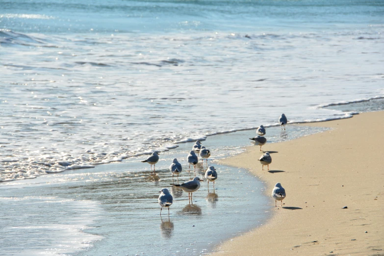 a flock of seagulls walking on the edge of the water