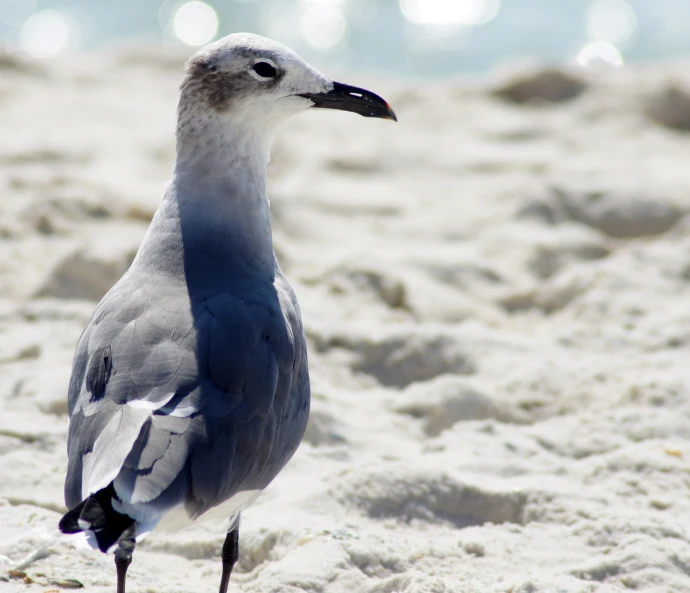this bird is walking on the sand by water