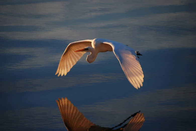 a bird is flying over the water and its wings