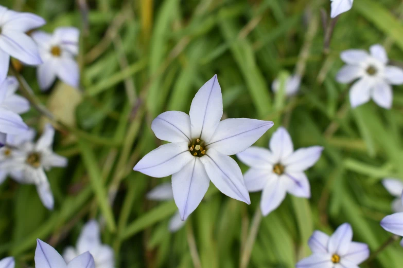 small white flowers on top of a green field