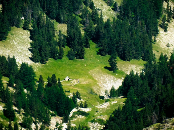 the ground is covered in grass and grass has trees