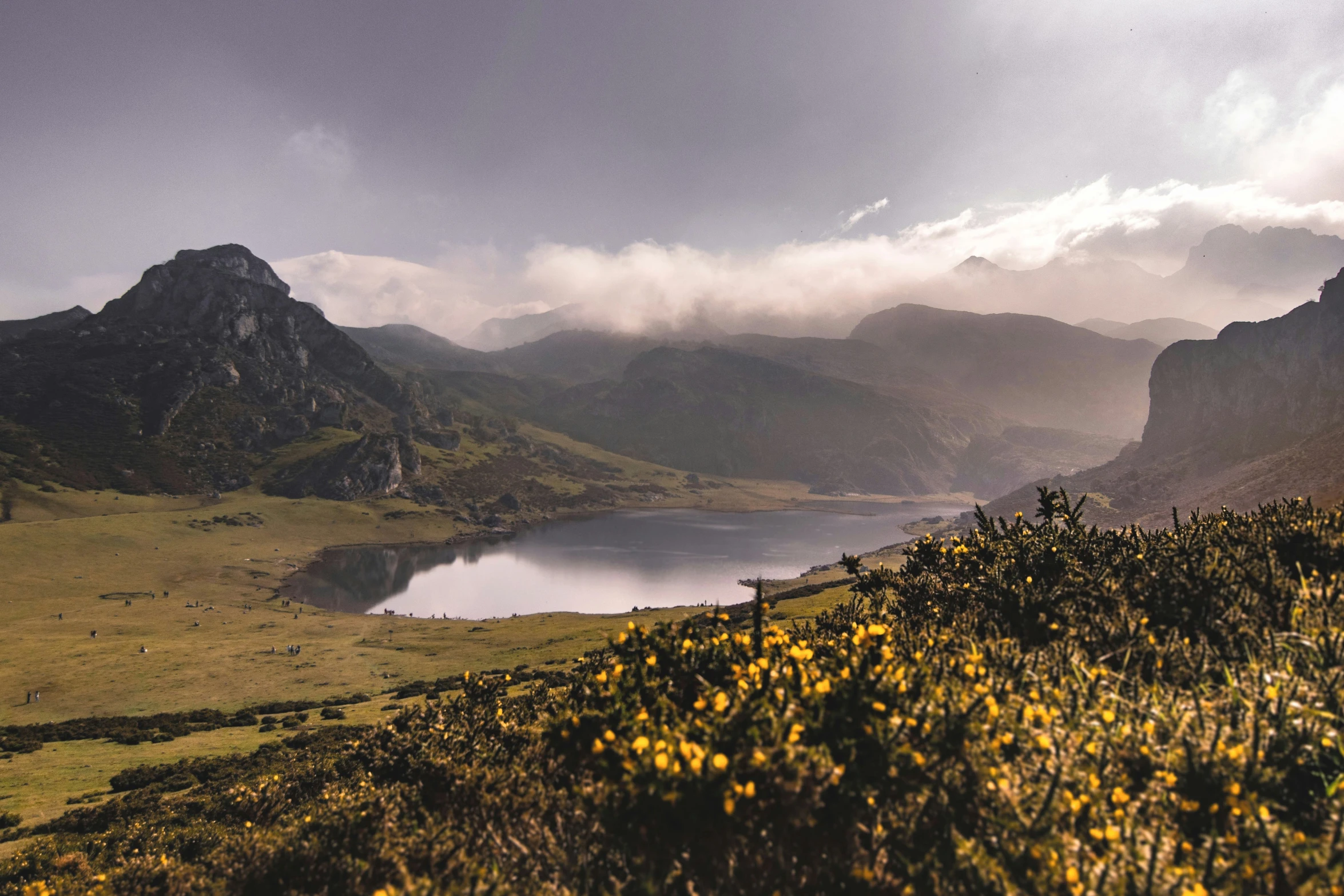 an alpine range with mountain sides and yellow flowers in the foreground