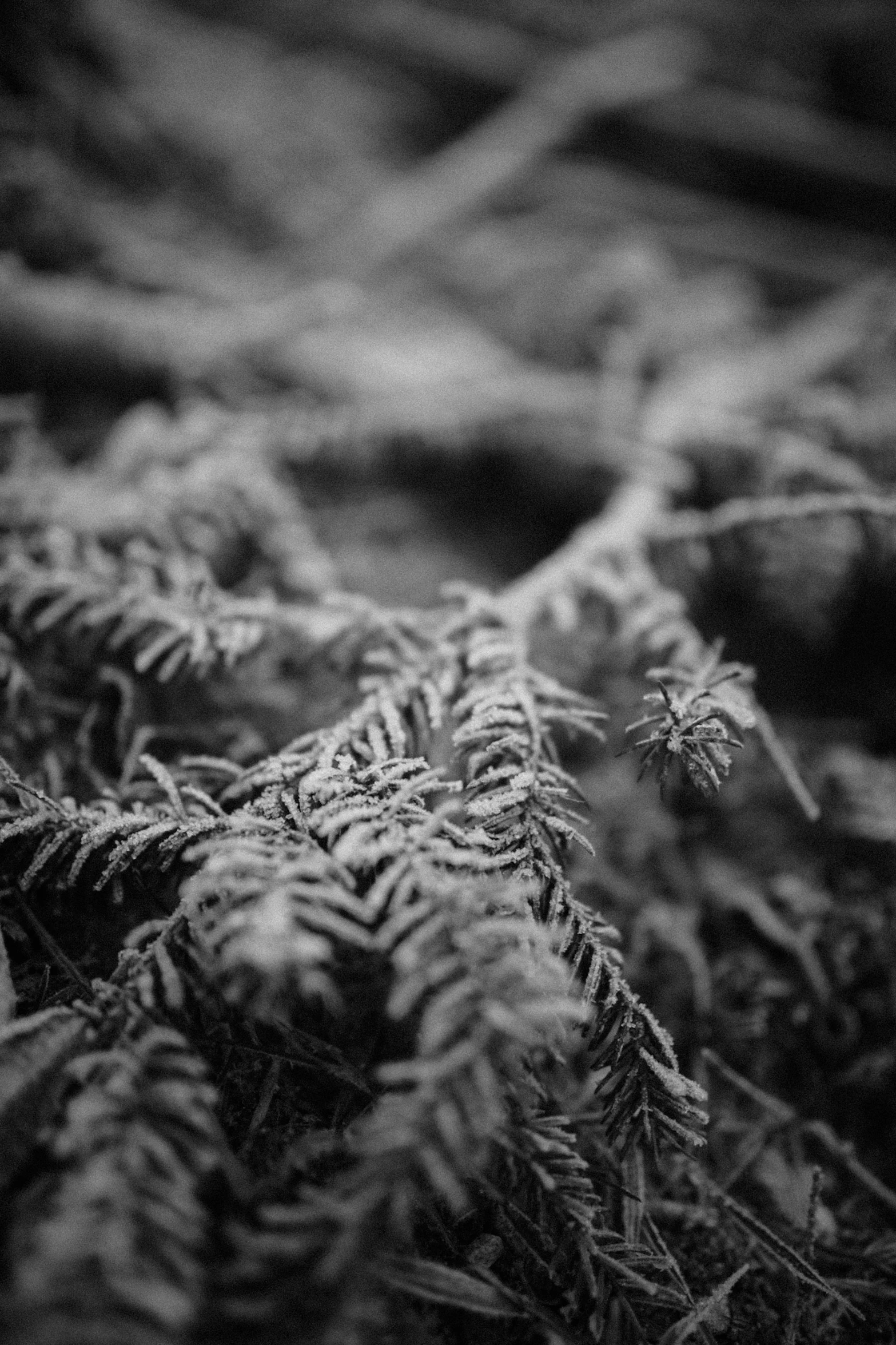 a black and white po of some evergreen needles