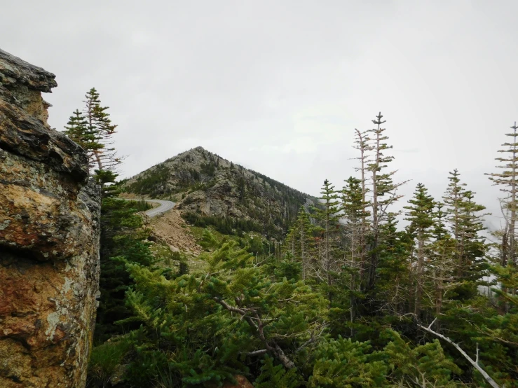 trees growing out of a rocky hillside on a gloomy day