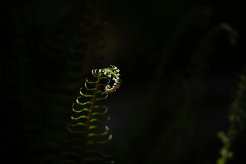 a fern is green and the lights in the background are black