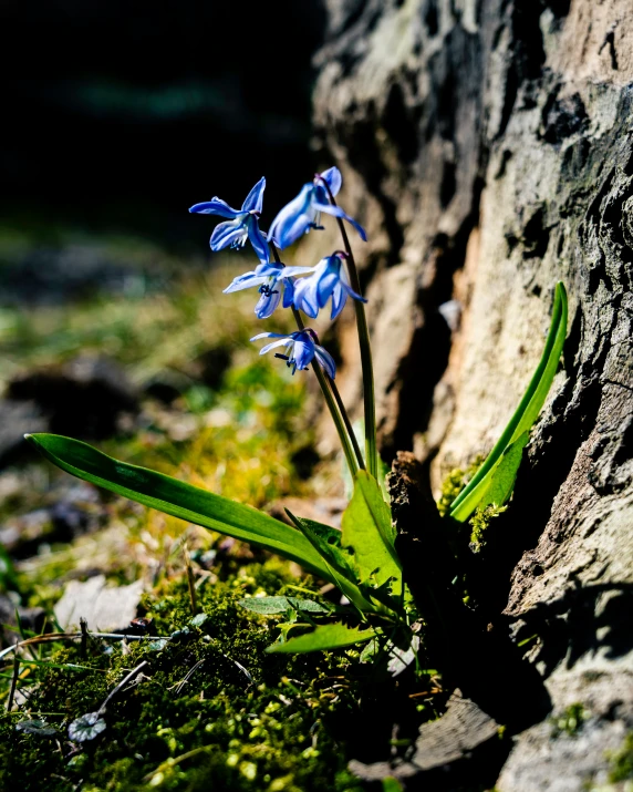 blue flowers that are next to a tree