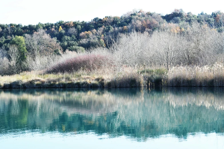 a body of water sitting under tall trees