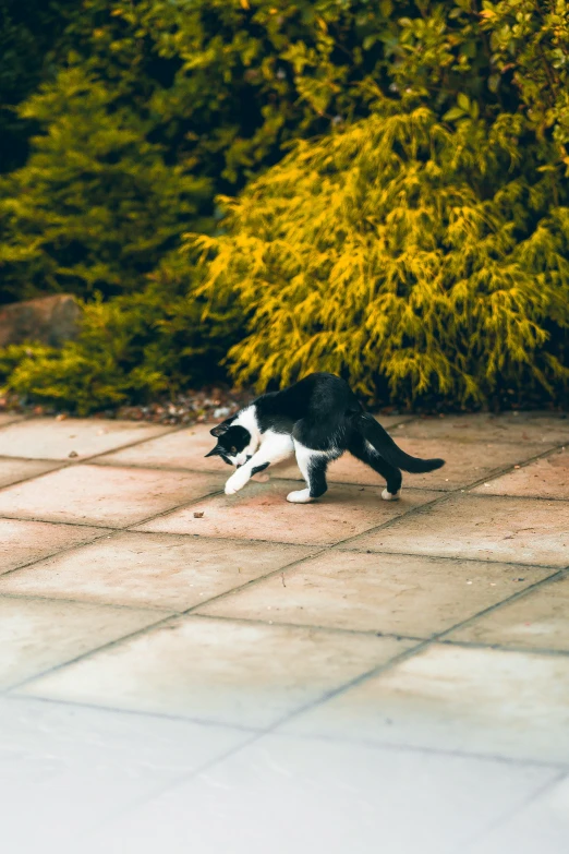 a cat that is on the ground with its mouth open