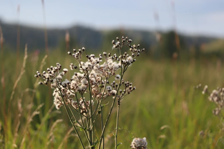 some tall grass is in front of a field