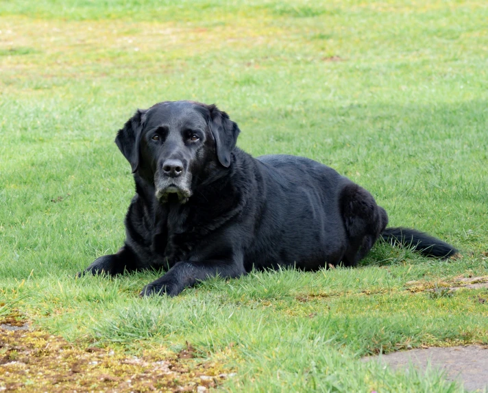 a black dog laying down in the grass
