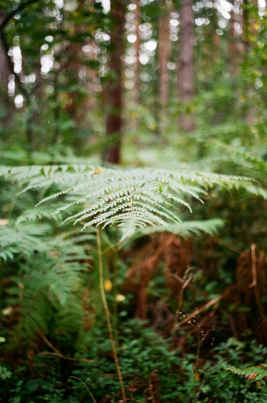 large leafy tree ferns are growing in a dense, green forest